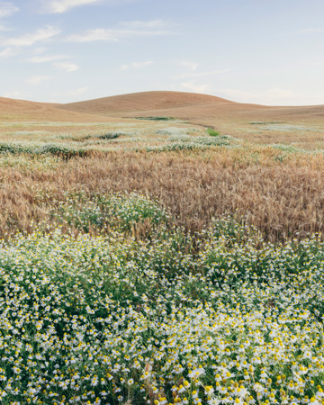 Weizenfeld im Sommer mit blühenden Gänseblümchen
