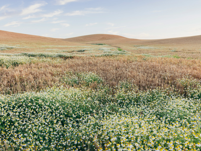 Weizenfeld im Sommer mit blühenden Gänseblümchen