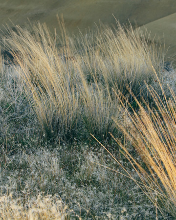 Gräser wehen im Wind