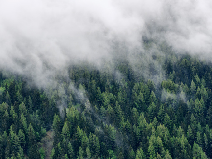 Wolke treibt über Bergwald